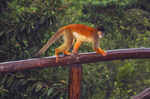 Lapa Rios - Monkeys in the Rainforest